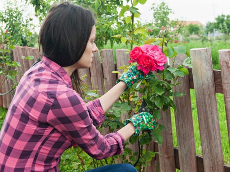 A woman with shoulder-length dark hair, dressed in a pink and black checkered shirt and wearing colorful gardening gloves, is tending to a vibrant pink rose bush in a backyard garden. She is gently pruning or inspecting the clustered blooms, which are surrounded by lush green leaves. The garden features a wooden fence in the background, with additional greenery and trees visible beyond it, indicating a well-maintained outdoor space typical of Dulwich. The grass in the foreground is dense and healthy, with a mixture of green tones, contrasting with the brown soil and paving stones that form pathways through the garden. The weather appears mild and clear, with natural light illuminating the scene, emphasizing the natural hues of the plants and wooden elements. This outdoor environment highlights the importance of gardening activities in enhancing residential outdoor spaces and supports professional landscaping and garden maintenance services such as those provided by Landscapers Dulwich.