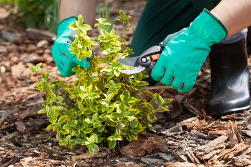 A person wearing bright teal gardening gloves is using pruning shears to trim a small, healthy evergreen shrub with variegated green and yellow leaves in a well-maintained garden. The shrub is situated on a mulched garden bed with wood chip mulch visible around its base, contrasting with the surrounding lush green grass lawn. In the background, there are mature trees and other garden planting areas, indicating a thoughtfully landscaped outdoor space. The scene appears to be in natural daylight with clear weather, highlighting the vibrant colours and textures of the plants and garden surfaces. This image reflects professional gardening activities related to shrub maintenance and garden sustainability in Dulwich, supporting services focused on eco-friendly garden care and outdoor landscaping, consistent with the domain landscapersdulwich.co.uk and the page about recycling and sustainability.