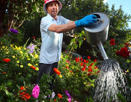 A man wearing a light blue shirt, dark trousers, a red hat, and blue gardening gloves is standing in a lush garden, watering plants with a black hose attachment. The garden is filled with a variety of colorful flowers, including yellow, red, pink, and purple blooms, set against dense green foliage and trees in the background. The scene is outdoors on a bright, sunny day with natural light illuminating the vibrant plant life. In the background, there are structured garden beds and a well-maintained lawn area, typical of a landscaped back garden in Dulwich, with leafy trees providing shade. The man’s gardening activity, combined with the well-prepared plant beds and flowering shrubs, reflects a dedicated outdoor maintenance environment suitable for professional gardening services that include planting, watering, and landscape care. The overall scene demonstrates a healthy, thriving garden environment with lush plant growth, attractive flower displays, and a focus on garden upkeep consistent with the gardening and landscaping services offered by Landscapers Dulwich.