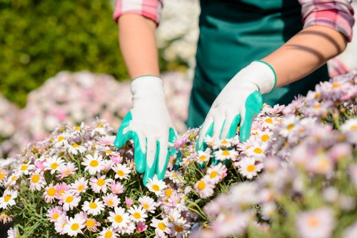 Seasonal lawn care tips for Dulwich lawns