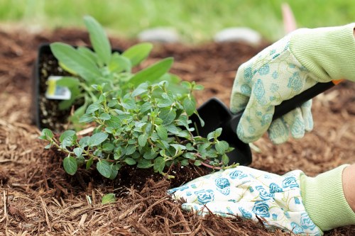 A close-up image of a gardener's hands, wearing green-patterned gardening gloves, planting a small shrub or young plant into freshly prepared soil in a garden bed. The plant has numerous small green leaves, and the surrounding soil appears well-tilled and moist. In the background, there is a lush, blurred grassy area, indicating a well-maintained outdoor garden space, potentially part of a residential front or back garden in Dulwich. The scene emphasizes careful planting and garden maintenance, with natural tones of green, brown, and soil textures, highlighting professional gardening activities typical of local landscaping and planting services offered by Landscapers Dulwich. The lighting suggests a clear, possibly sunny day, suitable for outdoor gardening work, and the environment appears tidy and thoughtfully arranged, supporting the creation of beautiful, sustainable gardens in the Dulwich area.