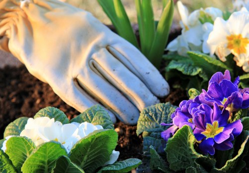 A close-up view of a gardening scene in a landscaped outdoor space, featuring a gardener's gloved hand gently tending to a variety of flowering plants. The plants include vibrant purple and white primroses with lush green leaves, set against dark, rich soil. In the background, there are broader garden elements such as neatly maintained flower beds and possibly other greenery, indicating a well-kept garden environment. The scene is brightly lit, suggesting a clear, sunny day, and reflects the careful maintenance typical of professional garden services in Dulwich, highlighting the importance of planting, soil care, and flowerbed organization in sustainable gardening practices.