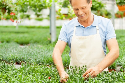 The image shows a smiling man wearing a light blue shirt and beige apron working in a lush garden, surrounded by green plants and foliage. He appears to be tending to a dense bed of small, healthy green plants, possibly herbs or seedlings, with vibrant red flowers visible among the greenery. The garden layout includes a well-maintained grassy lawn in the foreground and a background featuring a greenhouse structure with white frames and transparent panels. The environment looks bright and sunny, suggesting clear weather suitable for outdoor gardening activities. This scene reflects professional outdoor plant care and garden maintenance practices, aligned with services offered by companies like Landscapers Dulwich, who specialise in garden landscaping and lawn care in the local area. The garden's plant arrangement and surrounding structures indicate a thoughtfully designed outdoor space, ready for ongoing horticultural attention and enhancement.