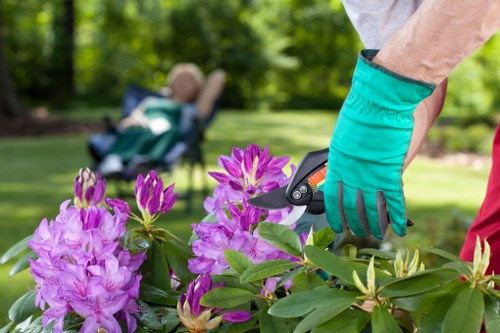 A gardener's hand, wearing a bright turquoise glove, is seen trimming a flowering shrub with vibrant pink and purple blossoms in a well-maintained garden. In the background, a neatly mowed lawn extends towards a line of lush green trees, providing a natural backdrop and shade. The garden features a combination of flowering plants and shrubs arranged along a border, with visible soil and mulch areas. The scene is outdoors on a clear day with ample natural light illuminating the garden's rich green foliage and colorful flowers. The gardener is engaged in outdoor maintenance, showcasing the typical setup of a landscaped yard that could be part of a professional gardening service offered by Landscapers Dulwich, supporting sustainable garden care practices in the local Dulwich area.