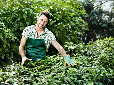A young male gardener with a light beard and brown hair, wearing a green apron over a checked shirt and gardening gloves, is tending to a lush, well-maintained garden area. The garden features a dense hedge with small, dark green leaves in the foreground, a neatly trimmed lawn area with rich, green grass, and several mature trees with broad foliage in the background. The scene is set outdoors on a bright day with natural sunlight filtering through the trees, illuminating the garden's vibrant green tones. The gardener appears to be pruning or inspecting the plants, indicating active garden maintenance. Such detailed landscaping work is typical of local garden care services offered by companies like Landscapers Dulwich, enhancing outdoor spaces in town-centre suburbs. This scene reflects professional gardening and lawn management in an urban garden setting, consistent with services available in SE22 postcode areas of Dulwich, South London.