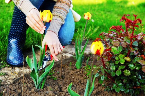 A person kneeling in a well-maintained garden bed with rich, dark soil, planting yellow and red tulips among lush green foliage. The garden features a neatly edged flower bed alongside a vibrant red-leaved shrub, with a backdrop of a green lawn area. The individual’s hands are carefully handling the tulip bulbs, and they are dressed in a multicoloured sweater and blue jeans, wearing dark wellington boots with polka dots, suitable for outdoor gardening. The scene suggests a typical residential outdoor space within Dulwich, where landscaping and garden care services enhance the greenery and plant health. The environment is well-lit, indicating a clear or partly cloudy day, emphasizing natural tones of the soil, foliage, and flowers. This image exemplifies gardening activities involved in planting and maintaining a lush, inviting garden, aligning with landscaping and lawn care services offered by companies like Landscapers Dulwich.