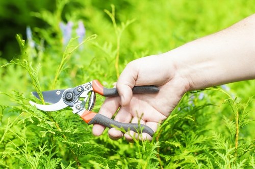 A close-up view of a person's hand using garden pruning shears to trim green foliage in a well-maintained outdoor garden. The garden features a lawn area with dense, healthy grass, bordered by neatly trimmed hedges and various shrubs. In the background, there are additional plants and a hint of flowering flowers, showcasing a lush, vibrant environment typical of gardens in Dulwich. The natural light suggests a bright, clear day, emphasizing the vibrant greens and natural textures of the garden elements. This scene highlights essential gardening activities, such as foliage maintenance, supported by professional landscaping services like those offered by Landscapers Dulwich, to maintain the neat and healthy appearance of a residential outdoor space in south London.