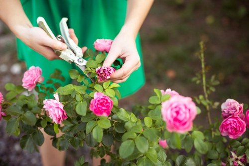 A gardener using pruning secateurs to trim a rose bush in a well-maintained garden in Dulwich, with vibrant pink roses, glossy green leaves, and a backdrop of dark soil and small garden plants. The gardener's hands are visible, wearing a green apron or shirt, carefully cutting the healthy stems of the flowering shrub. The scene shows a neat, landscaped outdoor space with a focus on flower bed maintenance, where pruning and plant care are essential for garden health and aesthetics, reflecting professional gardening practices associated with services by Landscapers Dulwich, in the South London area near postcode SE21. The natural outdoor lighting highlights the bright colours of the roses and the lush foliage, emphasizing careful horticultural work aimed at maintaining attractive and thriving garden environments in residential outdoor spaces.