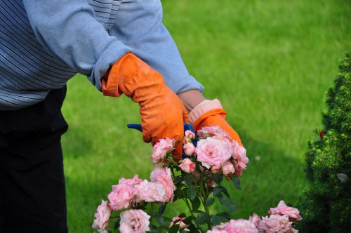A gardener wearing a grey sweater and bright orange gloves is tending to a garden rose bush with numerous pink blossoms, set against a lush green lawn and neatly trimmed shrubbery. The flower bed is bordered by dark soil, and the background features a well-maintained green lawn area, with no visible paving or decking. The scene is outdoors in a residential garden, likely in Dulwich, with natural daylight illuminating the vibrant colors of the flowers and foliage. The gardener's hands are gently holding the rose stems, indicating careful pruning or maintenance work typical of professional gardening services offered by Landscapers Dulwich. The composition emphasizes the natural textures of the flowering roses, the smoothness of the soil, and the softness of the gardener’s gloves, providing a clear, detailed view of outdoor garden care activities and landscape features associated with premium garden and lawn maintenance.